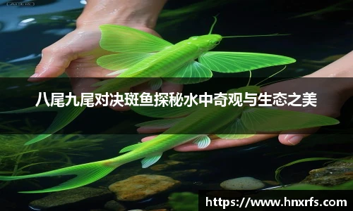 八尾九尾对决斑鱼探秘水中奇观与生态之美